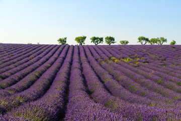 Lavendel Blütezeit