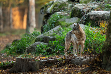 Grey wolf in the forest © AB Photography