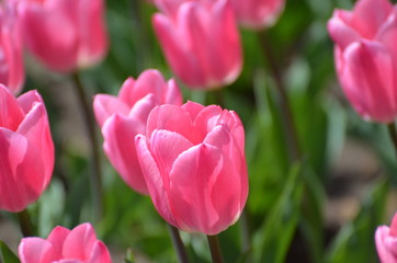 pink tulips in the garden
