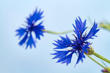 Cornflowers on a blue background. Wildflowers