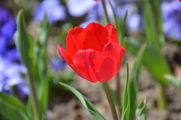 red tulip