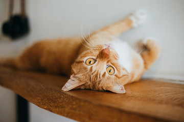 Fat cat on the wood bar