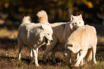 Obraz premium White Wolf in the forest