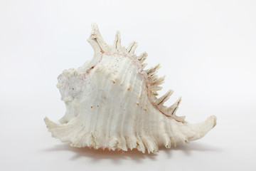 Conch shell, marine sea shell on white background.