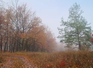 Fototapeta premium autumn forest with misty morning
