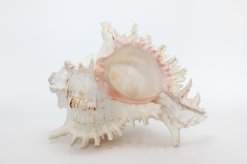 Conch shell, marine sea shell on white background.