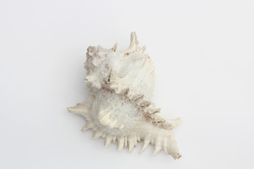 Conch shell, marine sea shell on white background.