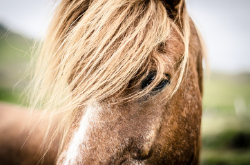 closeup of a horse