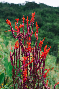 Celosia argentea