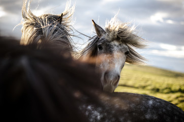 portrait of a horse