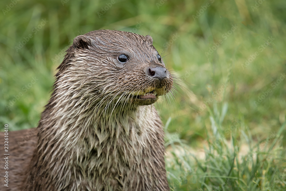Fototapete A close up portrait of the head and shoulders of an otter. It is looking to the right of the image into open space