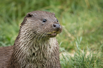 A close up portrait of the head and shoulders of an otter. It is looking to the right of the image into open space