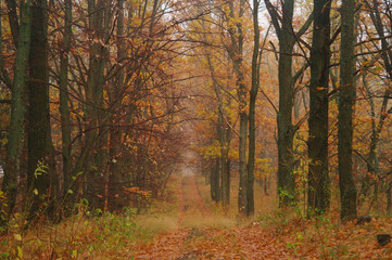 autumn forest with misty morning