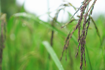 riceberry field and seeds in paddy