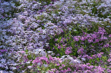 purple flowers in the garden