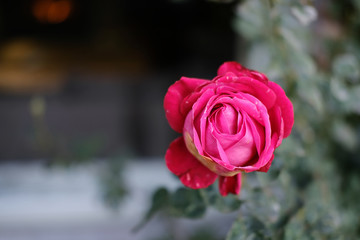 Rose