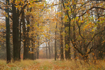 autumn forest with misty morning