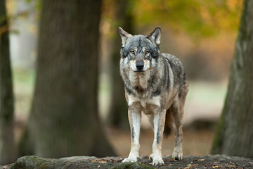 Grey wolf in the forest