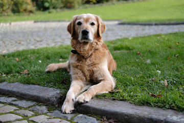 Golden retriever dog
