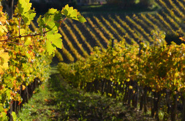 Fototapeta na wymiar Autumn season. Vineyards in Chianti region near Florence, Tuscany. Italy