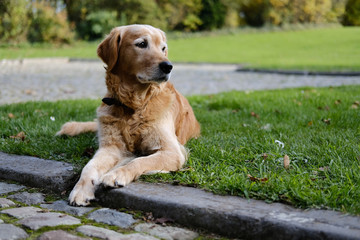 Golden retriever dog