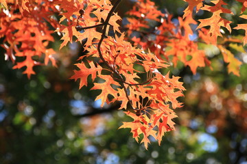 Herbstliches Eichenlaub im Sonnenlicht