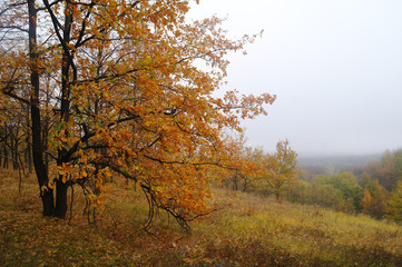 Fototapeta premium Sunlight in the autumn forest. Autumn landscape