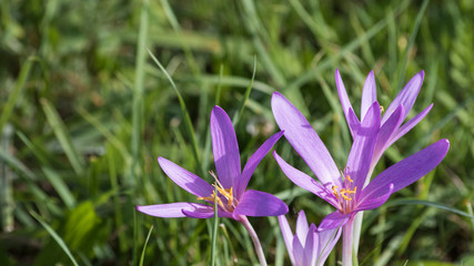 Detailed crocus flowers on a green meadow