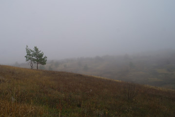 Obraz premium autumn forest with misty morning