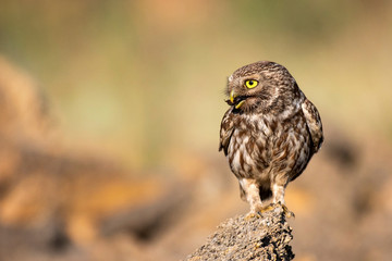 Little owl (Athene noctua) sitting on a stone with prey in its beak