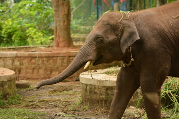 Obraz premium Small Asiatic Elephant is playing with grass in Bannerghatta National Park,Bengaluru India