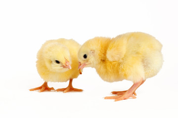 Two little chicken broiler isolated on white