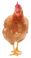 Brown hen isolated.