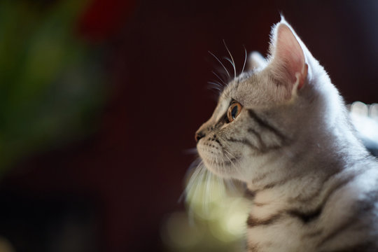 Pet Photography of a Tabby Cat_at home