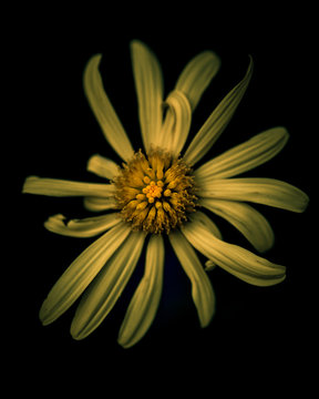 daisy in bloom
