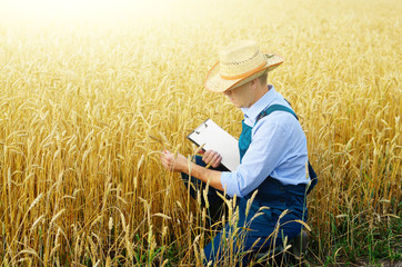 Naklejka na ściany i meble Farmer with clipboard inspecting crop at wheat field