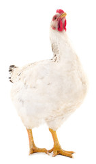 White hen isolated.
