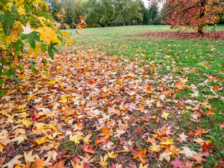 Fall Autumn Season Foliage Beautiful Colors