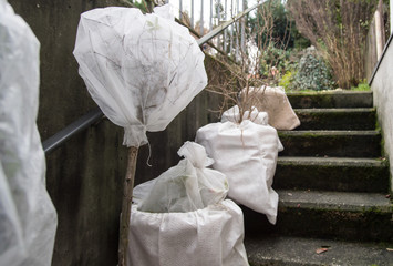 Pflanzkübel und eingetopfter Hochstamm wurde mit Vlies umwickelt. Die Pflanzen sind vor der Kälte...