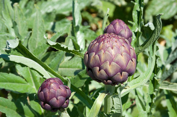 Organic artichoke garden