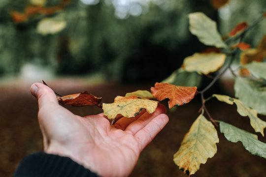 Autumn