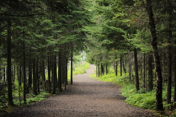 Forêt de sapin aux abords du lac supérieur