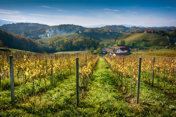 Naklejka premium Autumn picturesque landscape of vineyard valley in Europe