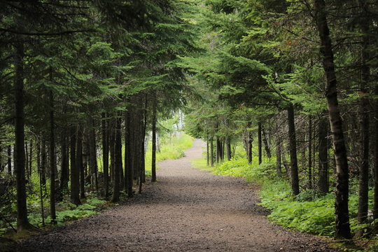 For&ecirc;t de sapin aux abords du lac sup&eacute;rieur