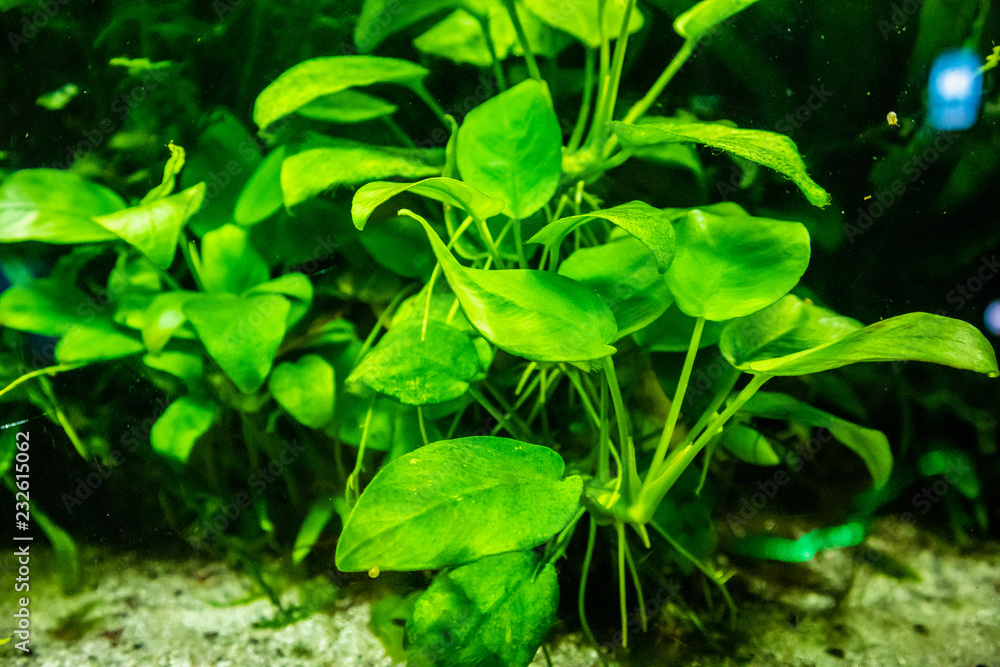 Wall mural aquatic plant in aquarium tank