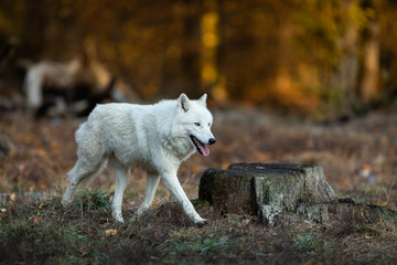Obraz premium White wolf in the forest