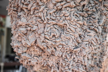 Termites nest on old tree