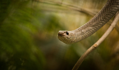 Smooth Climbed on the trying to escape from the cage in banngerghatta National Park, India