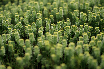 Smagliczka kielichowata (Alyssum alyssoides) na murawie kserotermicznej koło Chęcin © andrzej_67