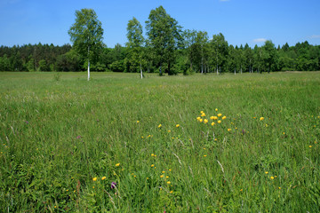 Wiosenna łąka z pełnikiem europejskim (Trollius europaeus)